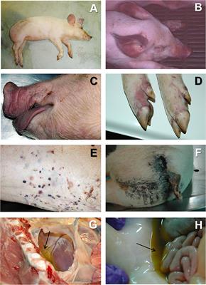 Comparative Pathology and Pathogenesis of African Swine Fever Infection in Swine